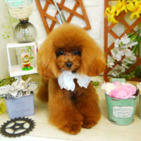 【本店】2021年3月22日のワンちゃん達♪