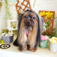 【本店】2021年3月24日のワンちゃん達♪