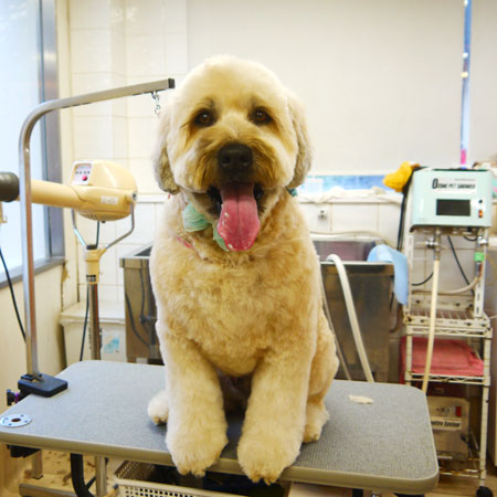 【本店】2021年3月26日のワンちゃん達♪