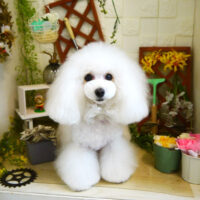 【本店】2021年3月27日のワンちゃん達♪