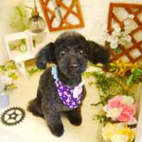 【本店】2021年3月28日のワンちゃん達♪