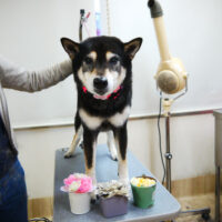 【本店】2021年3月29日のワンちゃん達♪