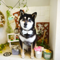 【本店】2021年3月31日のワンちゃん達♪