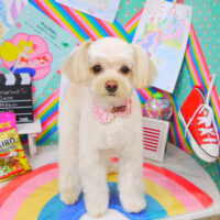 【山手店】2021年3月4日のワンちゃん達♪