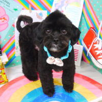 【山手店】2021年3月5日のワンちゃん達♪