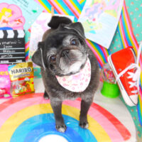 【山手店】2021年3月14日のワンちゃん達♪