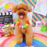 【山手店】2021年3月18日のワンちゃん達♪