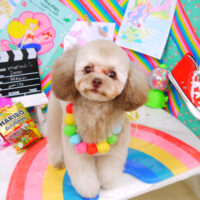 【山手店】2021年3月19日のワンちゃん達♪