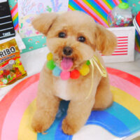 【山手店】2021年3月25日のワンちゃん達♪