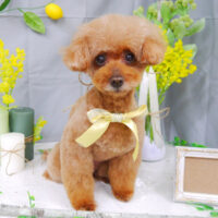 【山手店】2021年3月27日のワンちゃん達♪