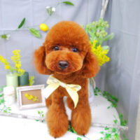 【山手店】2021年3月28日のワンちゃん達♪