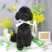 【山手店】2021年3月29日のワンちゃん達♪