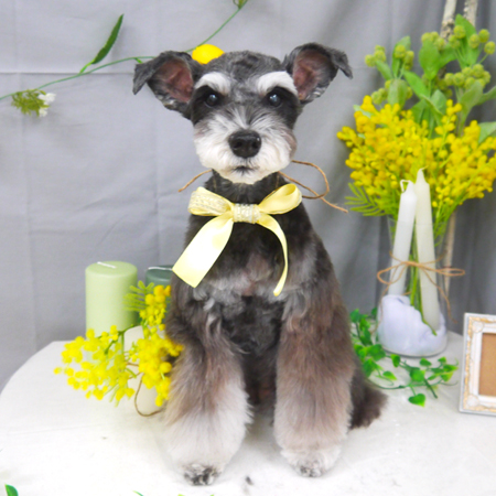 【山手店】2021年3月31日のワンちゃん達♪