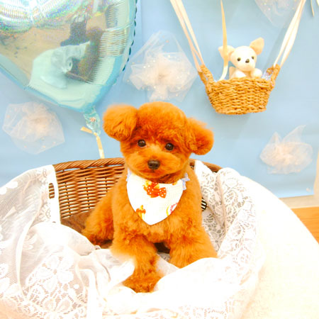 【池下店】2021年3月1日のワンちゃん達♪