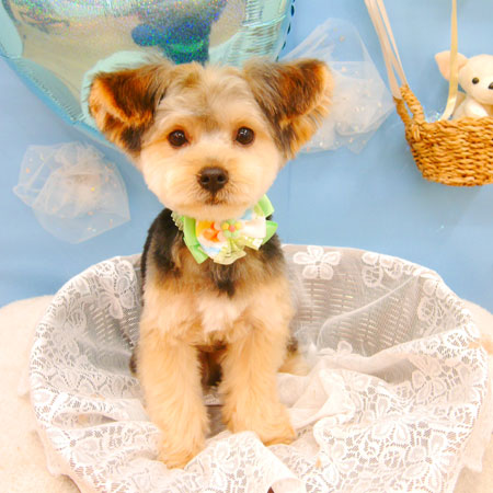 【池下店】2021年3月4日のワンちゃん達♪