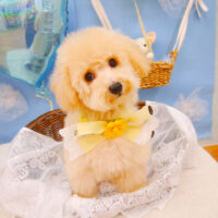 【池下店】2021年3月5日のワンちゃん達♪