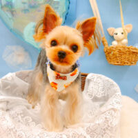 【池下店】2021年3月6日のワンちゃん達♪