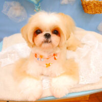 【池下店】2021年3月7日のワンちゃん達♪