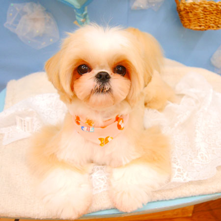 【池下店】2021年3月7日のワンちゃん達♪