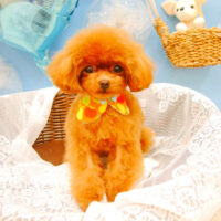 【池下店】2021年3月8日のワンちゃん達♪