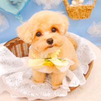 【池下店】2021年3月11日のワンちゃん達♪