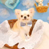 【池下店】2021年3月12日のワンちゃん達♪