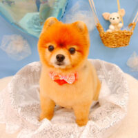 【池下店】2021年3月14日のワンちゃん達♪