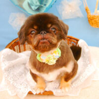 【池下店】2021年3月18日のワンちゃん達♪