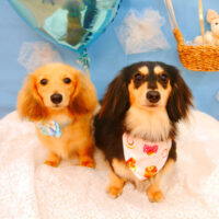 【池下店】2021年3月20日のワンちゃん達♪