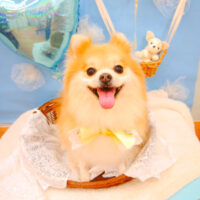 【池下店】2021年3月22日のワンちゃん達♪