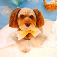 【池下店】2021年3月24日のワンちゃん達♪