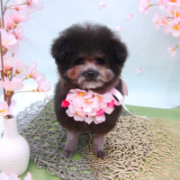 【池下店】2021年3月25日のワンちゃん達♪