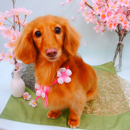 【池下店】2021年3月26日のワンちゃん達♪