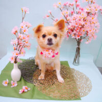 【池下店】2021年3月27日のワンちゃん達♪