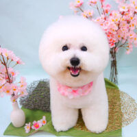 【池下店】2021年3月28日のワンちゃん達♪