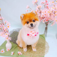 【池下店】2021年3月29日のワンちゃん達♪