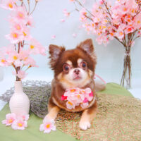 【池下店】2021年3月31日のワンちゃん達♪