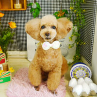 【本店】2021年4月1日のワンちゃん達♪　