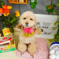 【本店】2021年4月2日のワンちゃん達♪