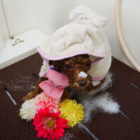 【本店】2021年4月3日のワンちゃん達♪