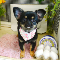 【本店】2021年4月4日のワンちゃん達♪