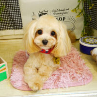 【本店】2021年4月5日のワンちゃん達♪