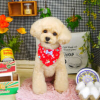 【本店】2021年4月8日のワンちゃん達♪