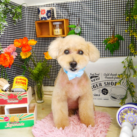 【本店】2021年4月9日のワンちゃん達♪