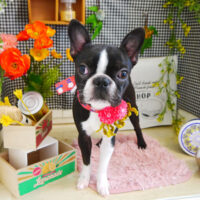 【本店】2021年4月10日のワンちゃん達♪