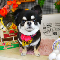 【本店】2021年4月11日のワンちゃん達♪