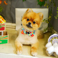 【本店】2021年4月12日のワンちゃん達♪