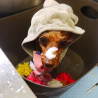 【本店】2021年4月15日のワンちゃん達♪