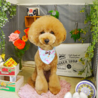 【本店】2021年4月16日のワンちゃん達♪