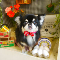 【本店】2021年4月17日のワンちゃん達♪